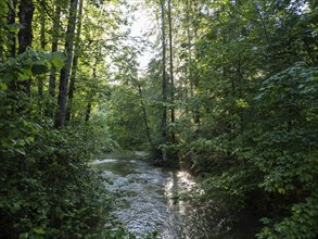 Morning atmosphere, sunlight falls through a forest onto a stream, Gössl, Salzkammergut, Styria,