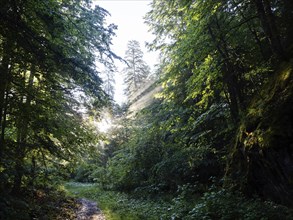 Morning atmosphere at sunrise, sunlight falls through a forest onto a forest path, Gössl,