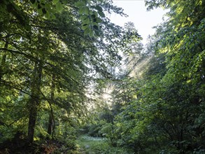 Morning atmosphere at sunrise, sunlight falls through a forest onto a forest path, Gössl,