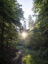 Morning atmosphere at sunrise, sunlight falls through a forest onto a forest path, Gössl,