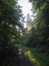 Morning atmosphere at sunrise, sunlight falls through a forest onto a forest path, Gössl,