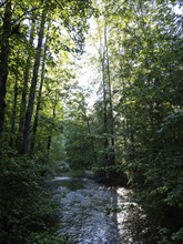 Morning atmosphere at sunrise, sunlight falls through a forest onto a stream, Gössl, Salzkammergut,