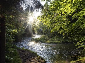 Morning atmosphere at sunrise, sunlight falls through a forest onto a stream, Gössl, Salzkammergut,