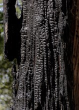 Burned tree in Yosemite National Park, California, USA, North America