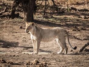 Young Lioness (Panthera Leo) at a water hole in Kruger National Park, South Africa, Africa