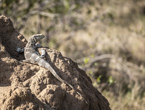 Lizard sitting on a mound in Kruger National Park, South Africa, Africa