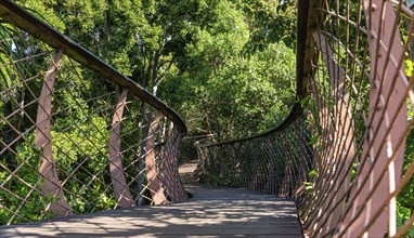 Kirstenbosch Botanical Garden Tree Canopy Walkway (Cape Town, South Africa)