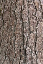 Pine tree bark close-up shot, Yosemite NP, California, USA, North America