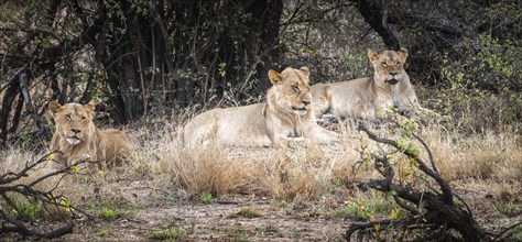 Group of young Lions (Panthera Leo) in Kruger National Park, South Africa, Africa