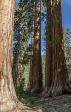 Bachelor and Three Graces (Giant Sequoias) in Yosemite National Park