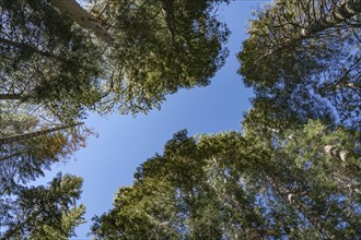 Treetops in Yosemite NP, Califronia, USA, North America