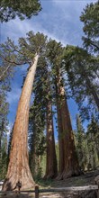 Bachelor and Three Graces (Giant Sequoias, Yosemite NP) in California, USA, North America