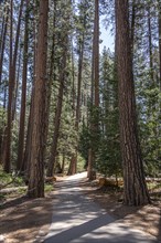 Hiking Trail in Yosemite Valley, California, USA, North America