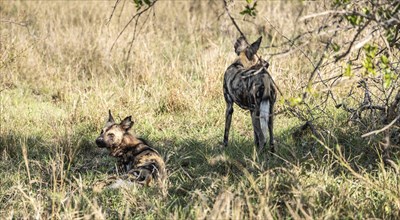 Group of African Wild Dogs (Lycaon Pictus) in Kruger National Park, South Africa, Africa