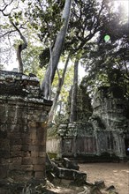 The famous Ta Prohm temple near Angkor Wat, Cambodia, Asia