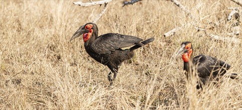 Southern Ground Hornbill (Bucorvus Leadbeateri) in dry grass at Kruger National Park, South Africa,