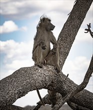 Male Chacma Baboon (Papio Ursinus) sitting on a branch at Kruger National Park, South Africa,