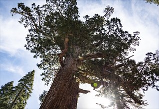 Grizzly Giant Giant Sequoia in Yosemite National Park