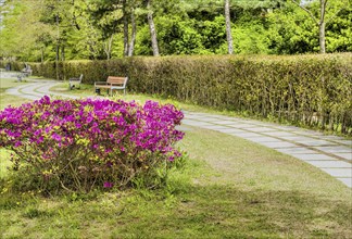 Pathway in a park featuring vibrant purple flowers, benches, and lush green bushes and trees, in