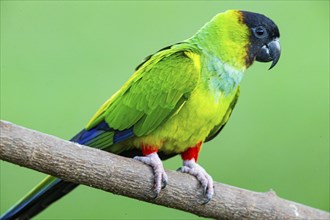 Nanday parakeet (Aratinga nanday) Pantanal Brazil