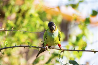 Nanday parakeet (Aratinga nanday) Pantanal Brazil