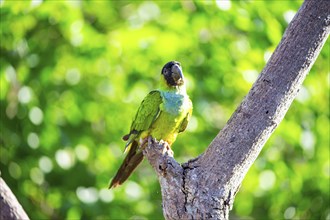 Nanday parakeet (Aratinga nanday) Pantanal Brazil