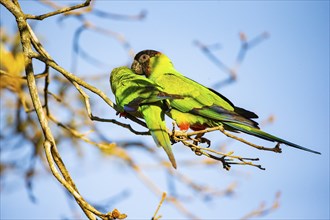 Nanday parakeet (Aratinga nanday) Pantanal Brazil