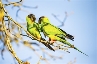 Nanday parakeet (Aratinga nanday) Pantanal Brazil