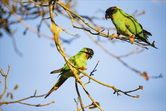 Nanday parakeet (Aratinga nanday) Pantanal Brazil