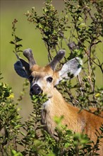 Marsh deer (Blastocerus dichotomous) Pantanal Brazil