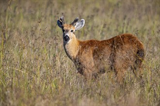 Marsh deer (Blastocerus dichotomous) Pantanal Brazil