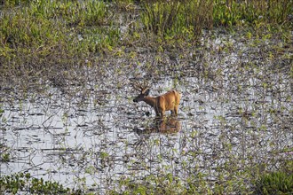 Marsh deer (Blastocerus dichotomous) Pantanal Brazil