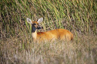 Marsh deer (Blastocerus dichotomous) Pantanal Brazil