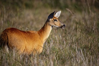 Marsh deer (Blastocerus dichotomous) Pantanal Brazil