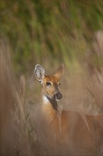 Marsh deer (Blastocerus dichotomous) Pantanal Brazil