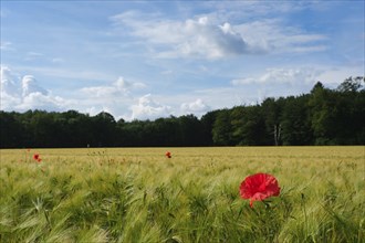 Landscape in spring with cornfield and poppy flowers (Papaver rhoeas), North Rhine-Westphalia,