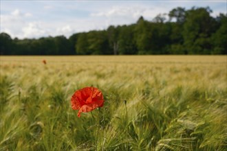 Landscape in spring with cornfield and poppy flowers (Papaver rhoeas), blurred background, North