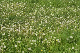 Landscape in spring with dandelions, dandelion, North Rhine-Westphalia, Germany, Europe