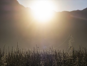 Morning atmosphere, spinning threads, meadow in the morning light, near Gössl, Salzkammergut,