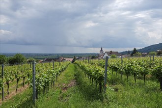 View of the wine village of Weyher, Southern Palatinate, Palatinate, Rhineland-Palatinate, Germany,