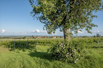 View over vineyards in the Vorderpfalz, Rhodt unter Rietburg, Southern Palatinate, Palatinate,