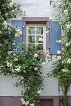 Window with blue shutters surrounded by blooming white roses on a rustic house wall, Rhodt unter