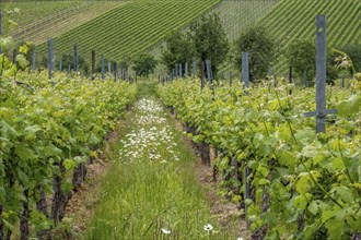 A lush vineyard with green vines and blooming daisies, Southern Palatinate, Palatinate,