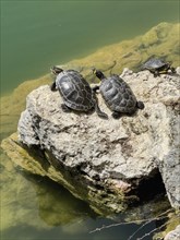 Three turtle specimens left and right Red-eared slider turtle (Trachemys scripta elegans) centre