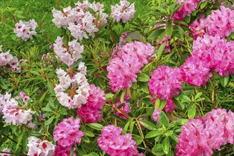 Rhododendron in spring, Allgäu, Swabia, Bavaria, Germany, Europe