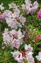 Rhododendron with water drops in spring, Allgäu, Swabia, Bavaria, Germany, Europe