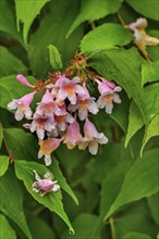 Weigelia (Weigela, syn.: Weigelia), in spring, Kempten, Allgäu, Swabia, Bavaria, Germany, Europe