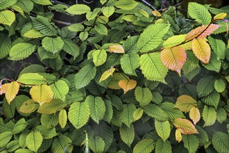 Hornbeam hedge in spring, hornbeam (Carpinus betulus), Kempten, Allgäu, Swabia, Bavaria, Germany,