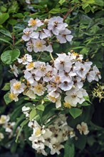 Dog roses (Rosa canina), Kempten, Allgäu, Swabia, Bavaria, Germany, Europe