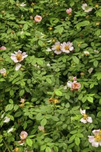 Dog roses (Rosa canina), Kempten, Allgäu, Swabia, Bavaria, Germany, Europe